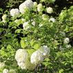 Viburnum deco in flowers