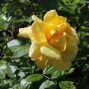Yellow rose after the rain APK