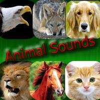 Animal Sounds Affiche