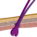 RenatoVetDerm APK