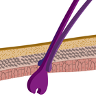 RenatoVetDerm simgesi