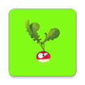 Torobcheh