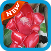 Torch Ginger Wallpaper
