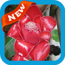 Torch Ginger Wallpaper APK