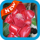 Torch Ginger Wallpaper icon
