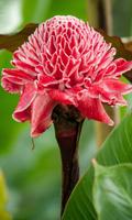 Torch Ginger Wallpaper poster