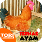 Ternak Ayam Jawa Super icône