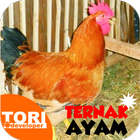 Ternak Ayam Jawa Super 아이콘