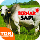 Ternak SAPI Pengemukan APK