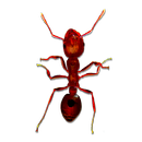 Insects Control APK
