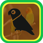 Icona Kumpulan Masteran Kicau Burung Terbaru