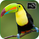 Toucan Bird Calls and Sounds APK