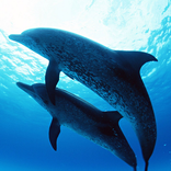 Ocean Relaxing Sounds