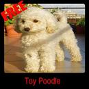 Toy Poodle APK