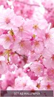 Sakura Live Wallpaper โปสเตอร์