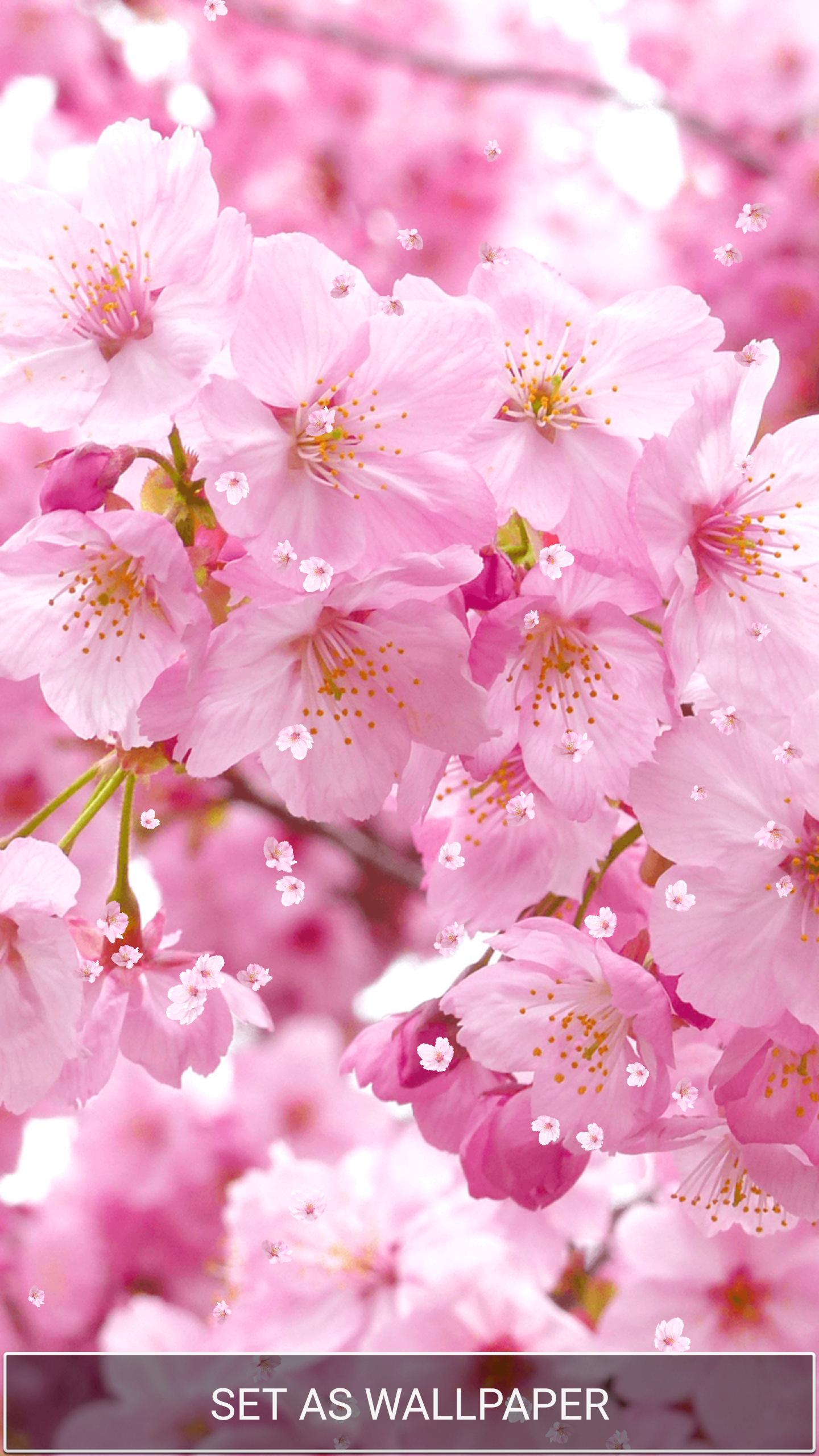 Sakura Wallpaper Hidup For Android APK Download