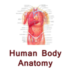 Human body anatomy tips hindi ikon