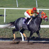 Free Selections by TrackMaster