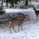 TrailCam icône