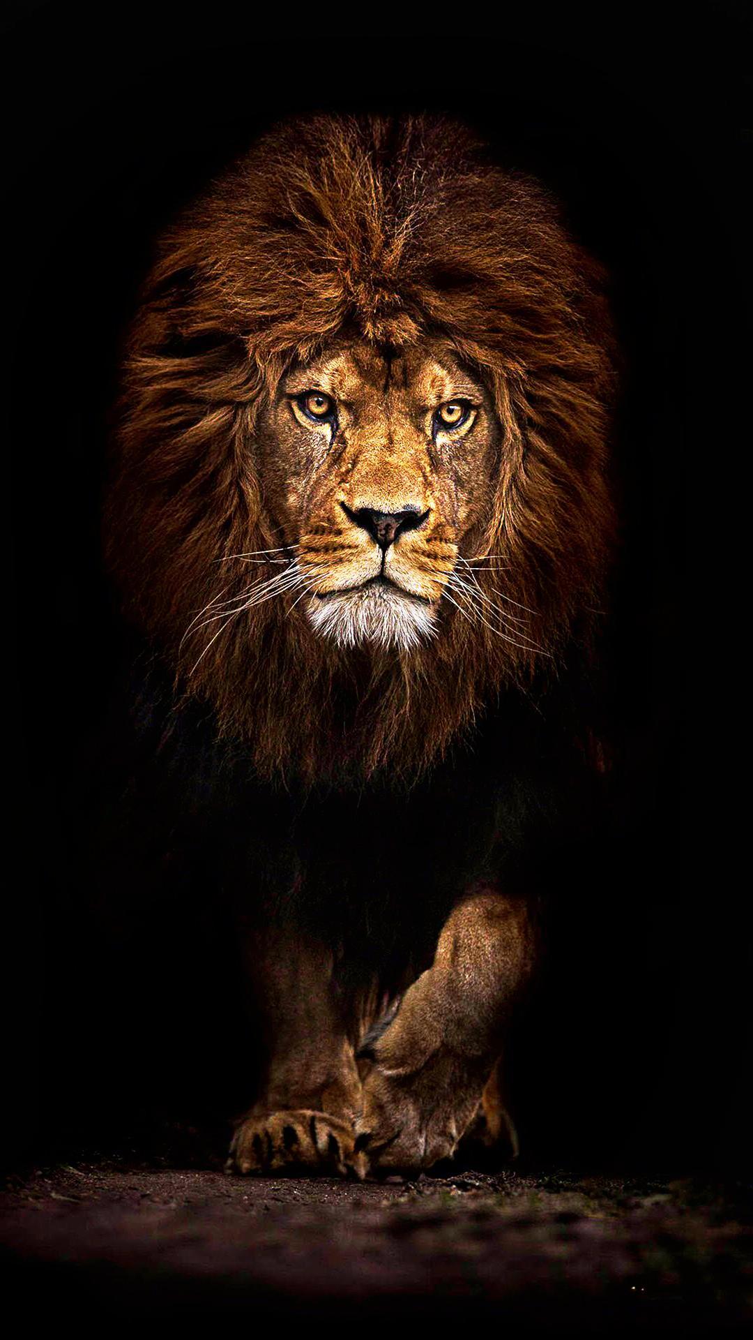 Lions Wallpapers  HD  for Android APK  Download