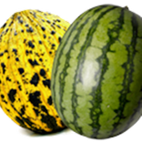 Kavun Karpuz