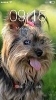 Poster Yorkshire Terriers HD PIN Lock