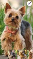 Yorkshire Terriers HD PIN Lock Ekran Görüntüsü 2