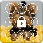Icona Yorkshire Terrier Screen Lock