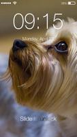 Yorkshire Terrier Screen Lock Affiche