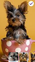 Yorkshire Terrier Screen Lock ảnh chụp màn hình 2