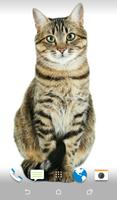 Cat Wallpapers Affiche