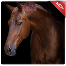 Wild Horses Wallpapers APK