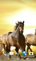 Wild Horses Wallpapers screenshot 1