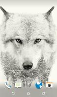 Wolf Wallpaper Affiche