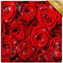 Rose Wallpapers APK