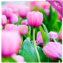 Tulip Wallpapers APK