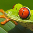 tree frog wallpapers