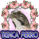 Trinca Ferro Canto Selvagem APK