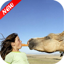 Funny Gif APK