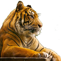 Dapluncoy Free