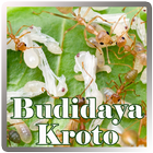 Budidaya Kroto icône