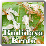Budidaya Kroto