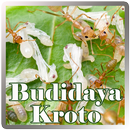 Budidaya Kroto APK