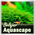 Belajar Aquascape