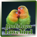 Budidaya Lovebird APK