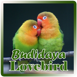 Budidaya Lovebird