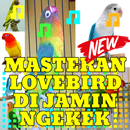 MASTER PAUD LOVEBIRD DI JAMIN NGEKEK APK
