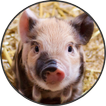 Cute Funny Pig Piglet Sounds