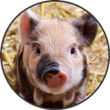 Cute Funny Pig Piglet Sounds icône
