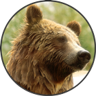 Смешные звуки большого медведя иконка